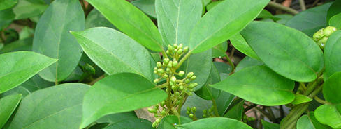 Gymnema Sylvestre